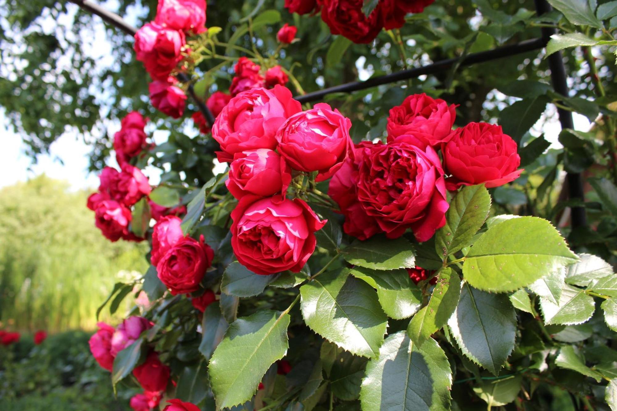 "Rosenkate 1" Lägenhet Riepsdorf Exteriör bild